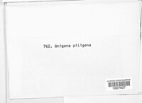 Image of Onygena piligena